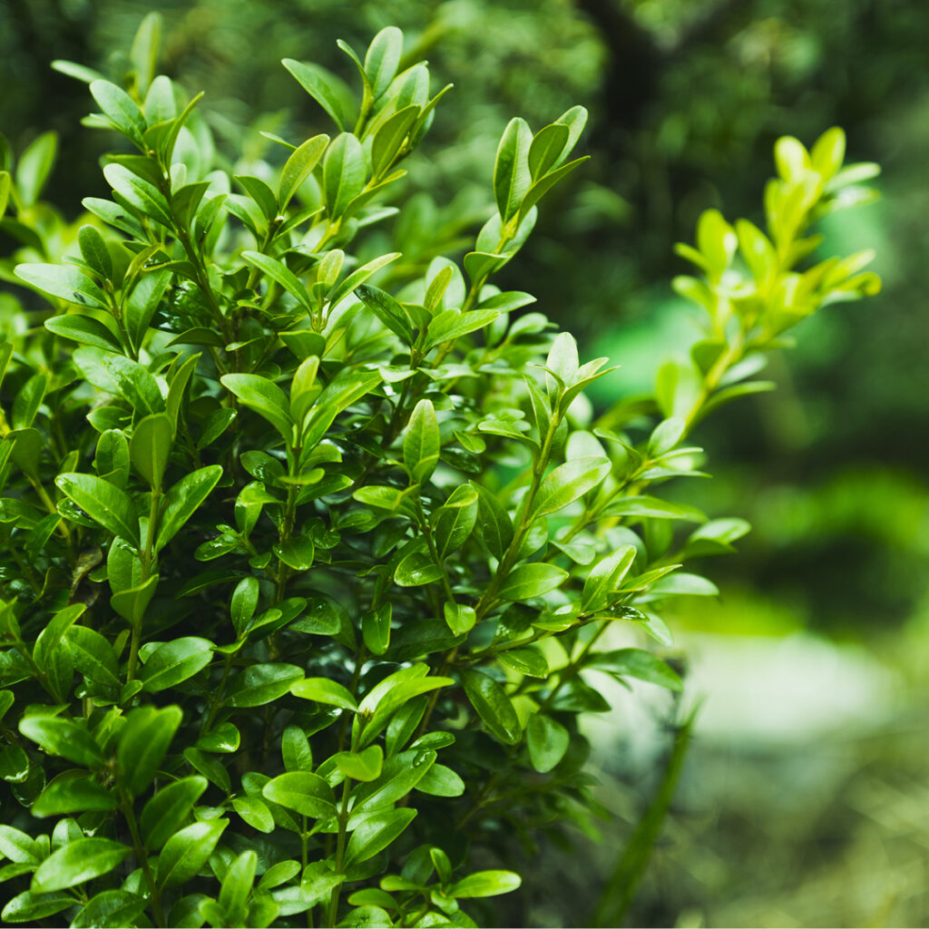 buxus_vivai_caruso