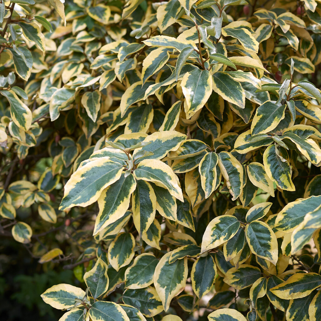 eleagnus_variegato_vivai_caruso