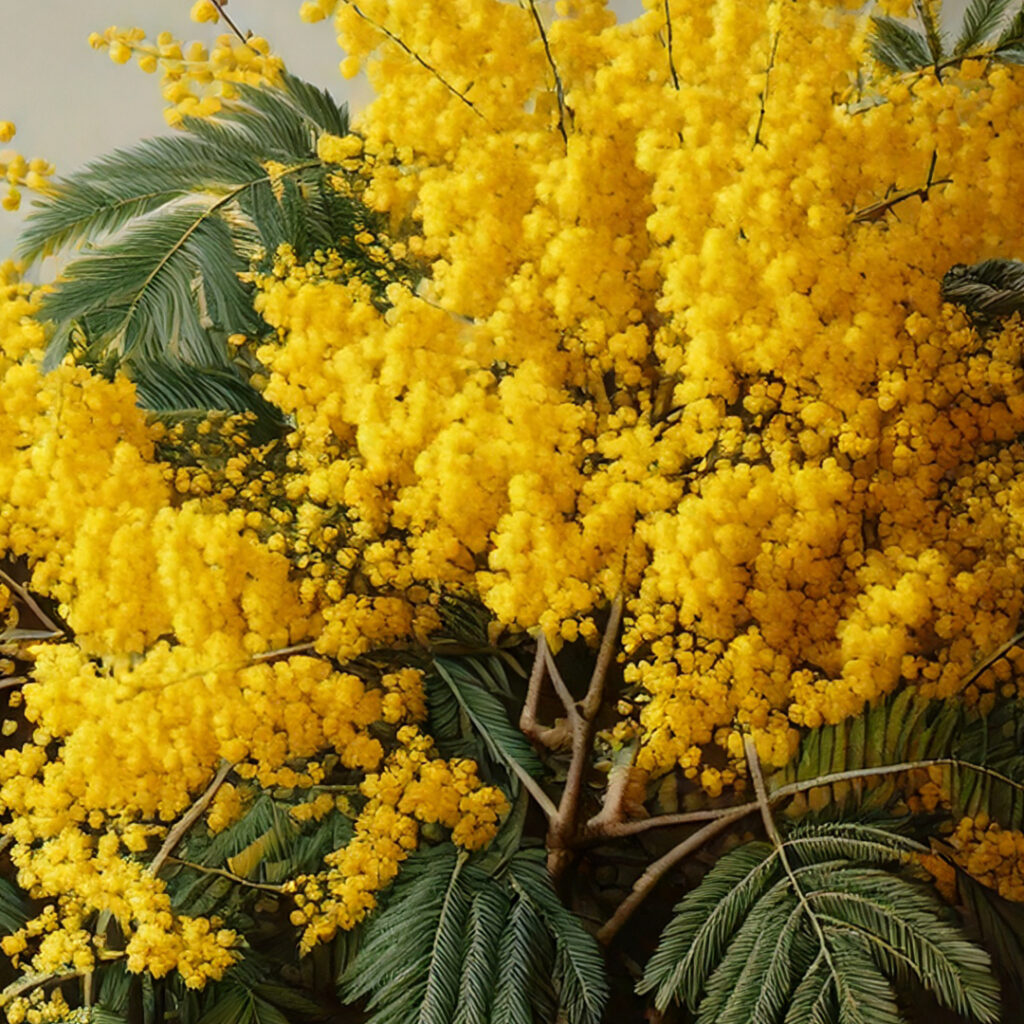 mimosa_vivai_caruso