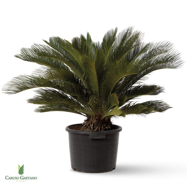 cycas